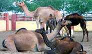 Camel Research Farm