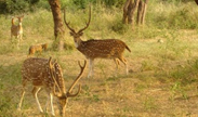 Kumbhalgarh Sanctuary