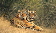 Ranthambore National Park